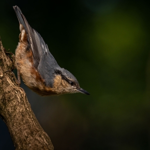 Redwell   20 06 2020   D800   Les 17.jpg